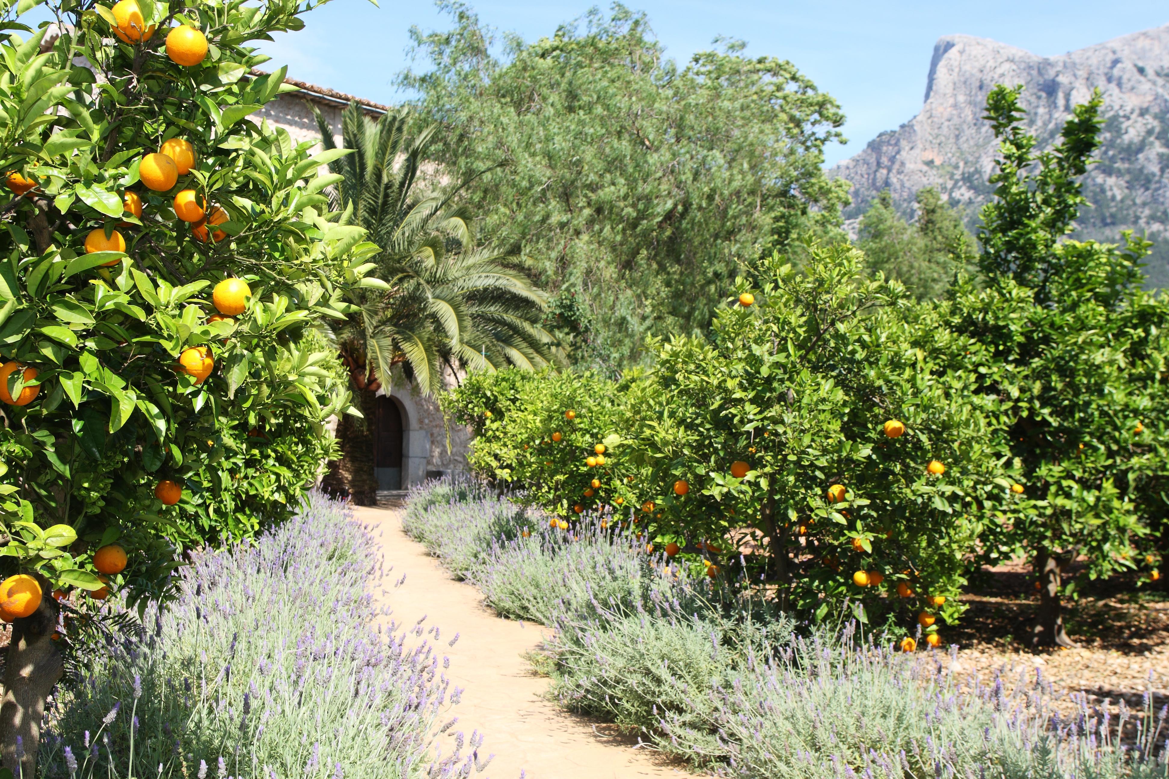 Finca Ca'S Curial - Agroturismo - Adults Only Sóller Extérieur photo