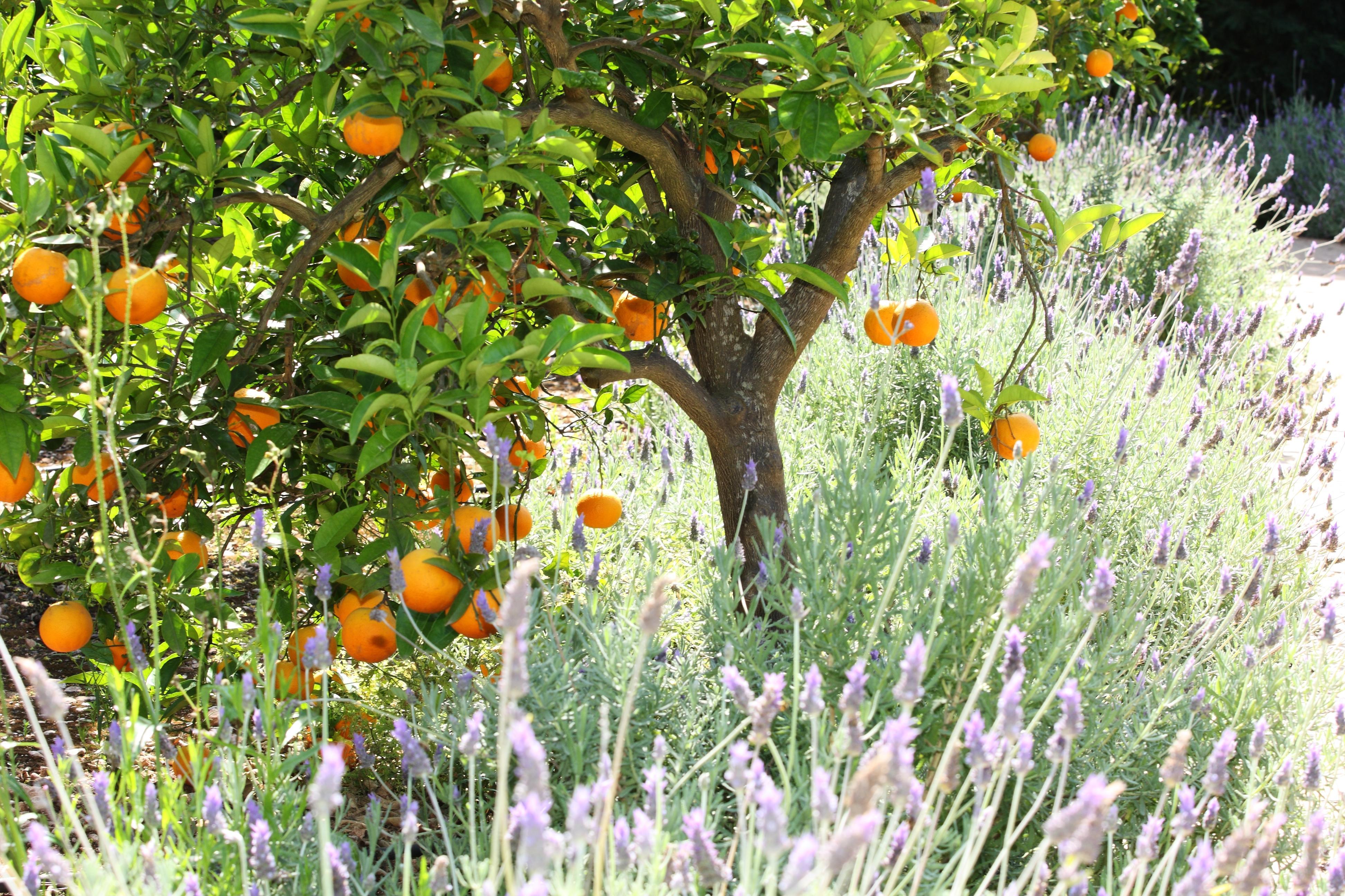 Finca Ca'S Curial - Agroturismo - Adults Only Sóller Extérieur photo